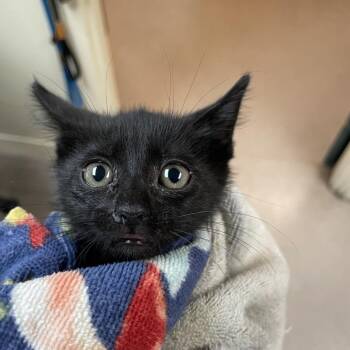 Domestic Short Hair Cats Available for Adoption in Pasadena, California - Binx | PetCurious