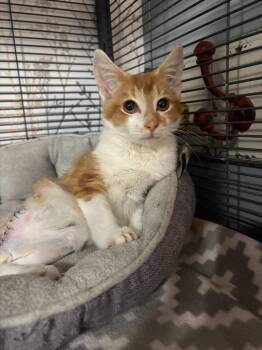 Domestic Short Hair Cats Available for Adoption - Denji | PetCurious