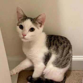 Domestic Short Hair Cats Available for Adoption - Berlioz(Barry) | PetCurious