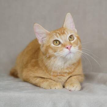 Domestic Short Hair Cats Available for Adoption - Jackson | PetCurious
