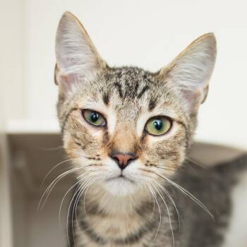 Nick -  Domestic Short Hair Cat for Adoption in Middletown, Rhode Island - Nick | PetCurious