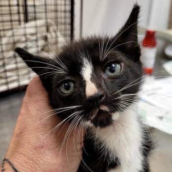 SCFL-Stray-66901_2 -  Domestic Short Hair Cat for Adoption in Lake Panasoffkee, Florida - SCFL-Stray-66901_2 | PetCurious
