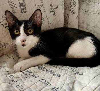 Cornichon -  Domestic Short Hair Cat for Adoption - Cornichon | PetCurious