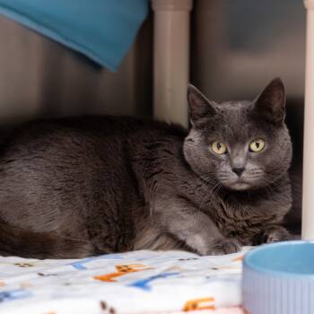 Rescue Domestic Medium Hair Cats for Adoption - Silverwing | PetCurious