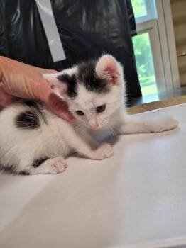 Walton -  Domestic Short Hair Cat for Adoption in Linton, Indiana - Walton | PetCurious