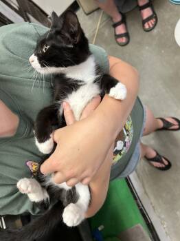 Diego -  Domestic Short Hair Cat for Adoption in Walled Lake, Michigan - Diego | PetCurious