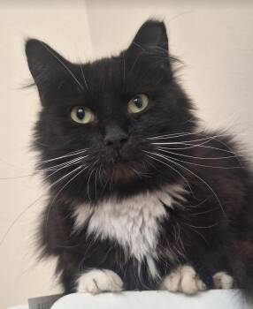 Domestic Long Hair Cats Available for Adoption - Minnie | PetCurious