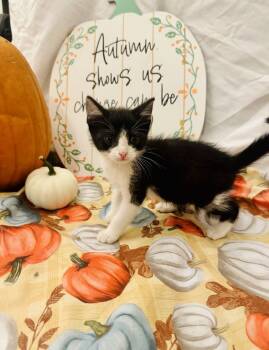 Rescue Domestic Medium Hair Cats for Adoption in Cary, North Carolina - Indy | PetCurious