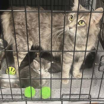 Domestic Short Hair Cats Available for Adoption - Daffodil In Nokesville, VA | PetCurious
