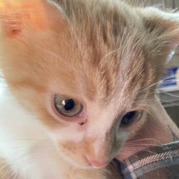 George -  Domestic Short Hair Cat Available for Adoption in Marion, Illinois - George | PetCurious