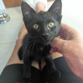 Rescue Domestic Short Hair Cats for Adoption in Hamilton, Ontario - Jellybean – A  Purr-Fect Little Lovebug | PetCurious