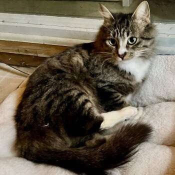 Rescue Domestic Long Hair Cats for Adoption in Saratoga Springs, New York - Daisy | PetCurious