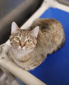 Domestic Short Hair Cats Available for Adoption - Dory | PetCurious