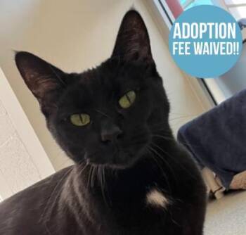 Eleanor -  Domestic Short Hair Cat for Adoption in Sacramento, California - Eleanor | PetCurious