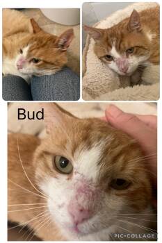 Domestic Short Hair Cats Available for Adoption in Burnaby, British Columbia - Bud | PetCurious