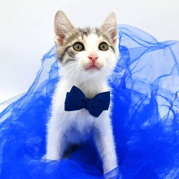 Toblerone (Sweetie) -  Tabby Cat for Adoption in Mobile, Alabama - Toblerone (Sweetie) | PetCurious