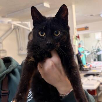 Domestic Short Hair Cats Available for Adoption - Sara | PetCurious