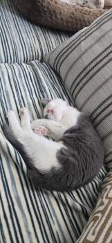 Arya -  Domestic Medium Hair Cat for Adoption in Greenbelt, Maryland - Arya | PetCurious