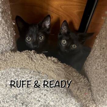Ready -  Domestic Short Hair Cat for Adoption in Hazlet, New Jersey - Ready | PetCurious
