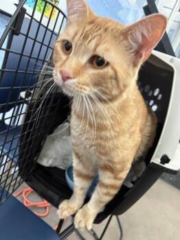 GARFIELD -  Domestic Short Hair Cat for Adoption in Dallas, Texas - GARFIELD | PetCurious