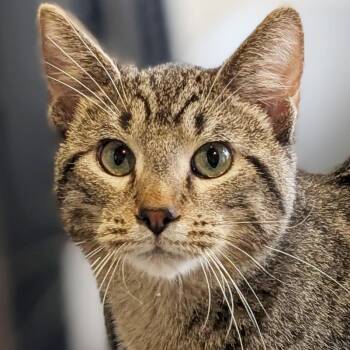 Flannel -  Domestic Short Hair Cat for Adoption in Jefferson, Wisconsin - Flannel | PetCurious