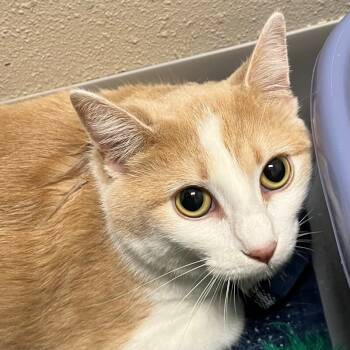 Rescue Domestic Short Hair Cats for Adoption in Yankton, South Dakota - Candle | PetCurious