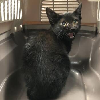Samwise -  Domestic Short Hair Cat for Adoption in Oak Park, Illinois - Samwise | PetCurious