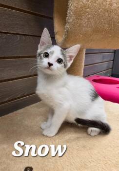 Snow -  Domestic Short Hair Cat for Adoption in Sidney, Ohio - Snow | PetCurious