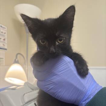 Sedum -  Domestic Short Hair Cat for Adoption in Tulsa, Oklahoma - Sedum | PetCurious