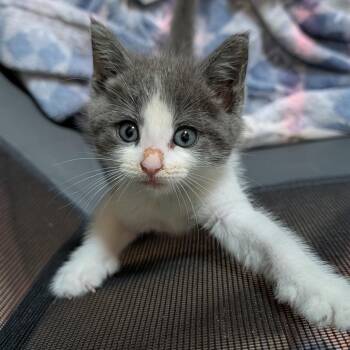 Tiny Girl -  Domestic Short Hair Cat for Adoption in Lemoyne, Pennsylvania - Tiny Girl | PetCurious