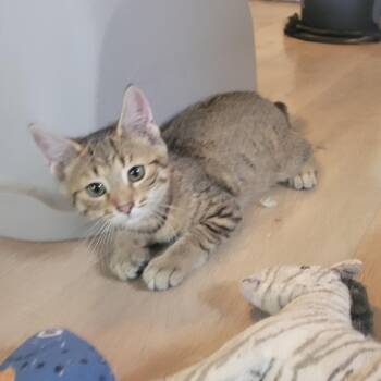 Joamy -  Domestic Short Hair Cat for Adoption in Portage, Michigan - Joamy | PetCurious