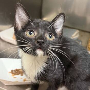 Domino -  Domestic Short Hair Cat for Adoption in Canton, North Carolina - Domino | PetCurious