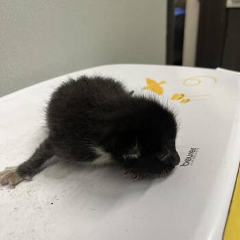 Silas -  Domestic Short Hair Cat for Adoption in Tampa, Florida - Silas | PetCurious
