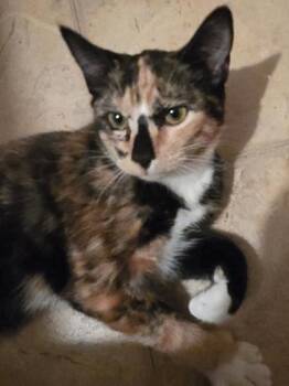 Bubbles Twinkletoes -  Domestic Short Hair Cat for Adoption in Wilmington Island, Georgia - Bubbles Twinkletoes | PetCurious