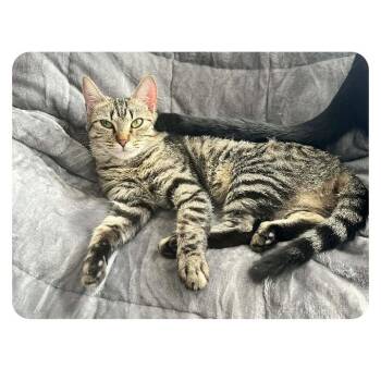 Domestic Short Hair Cats Available for Adoption - Ivy | PetCurious