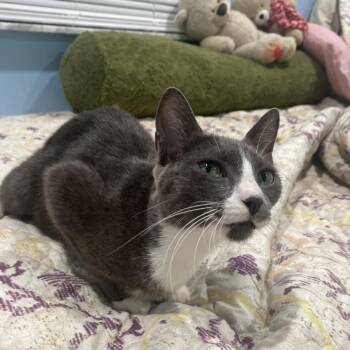 Domestic Short Hair Cats Available for Adoption - Daphne | PetCurious