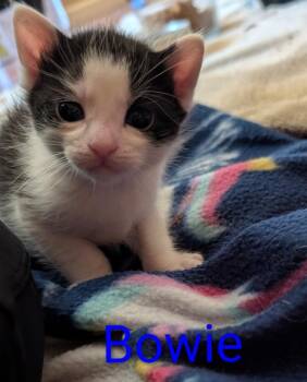 Domestic Short Hair Cats Available for Adoption in New Bern, North Carolina - BOWIE Kitten | PetCurious