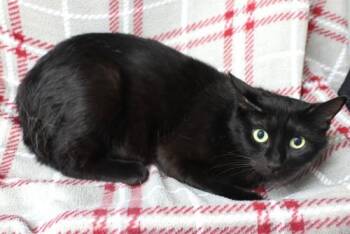 Xena -  Domestic Short Hair Cat for Adoption in Thief River Falls, Minnesota - Xena | PetCurious