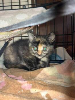 Fruit Loop -  Domestic Short Hair Cat for Adoption in Milton, Delaware - Fruit Loop | PetCurious