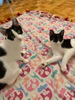American Shorthair Cats Available for Adoption - Inky & Domino  | PetCurious