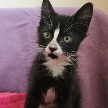 Julie -  Domestic Short Hair Cat for Adoption in Baker City, Oregon - Julie | PetCurious
