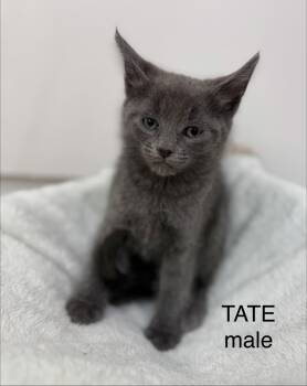 Tate -  Domestic Short Hair Cat for Adoption in Sonora, California - Tate | PetCurious