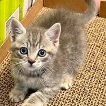 Spike -  Domestic Short Hair Cat for Adoption in Fairfax, Virginia - Spike | PetCurious