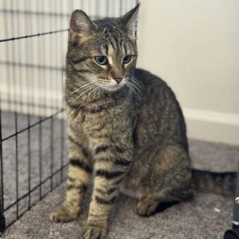 Jolene - Must Apply in Person ! -  Domestic Short Hair Cat for Adoption in Georgetown, Kentucky - Jolene - Must Apply In Person ! | PetCurious