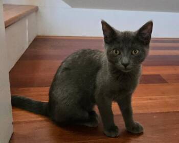 ROBBIE -  Domestic Short Hair Cat for Adoption in Broomfield, Colorado - ROBBIE | PetCurious