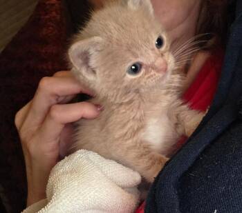Domestic Short Hair Cats Available for Adoption in Pomona, New York - August West | PetCurious