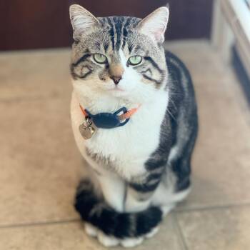 Rescue Tabby Cats for Adoption in Dallas, Texas - Leo | PetCurious