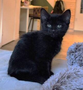 Adriana -  Domestic Short Hair Cat for Adoption in Chertsey, Quebec - Adriana | PetCurious