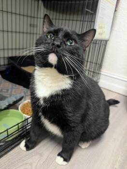 Milo -  Domestic Short Hair Cat for Adoption in Palm Harbor, Florida - Milo | PetCurious