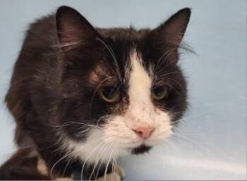 Rescue Domestic Medium Hair and Domestic Short Hair Cats for Adoption in Golden Valley, Minnesota - Derek | PetCurious